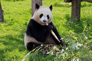 A sus 35 años, Xin Xin, la última panda gigante del Zoológico de Chapultepec