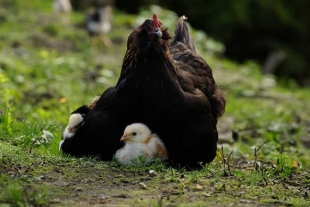 Esta comunicación prenatal facilita el reconocimiento vocal de la mamá gallina tras el nacimiento