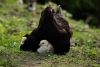 Comunicación prenatal: Las gallinas “hablan” con sus polluelos antes de nacer