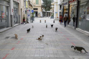 El impacto de la multitud de gatos va más allá de la convivencia humana