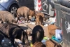 ¡Increíble! Roma enfrenta una invasión de jabalíes que está provocando muchos problemas