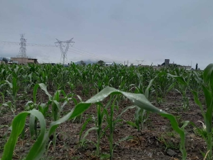 De continuar las lluvias, se podría contener el poco rendimiento de las cosechas 