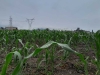 Esperanza para agricultores mexiquenses lluvia registrada este 20 de junio