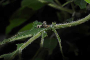 Su ciclo de vida inicia con un huevo del que emerge una oruga que se alimenta de la planta hospedera