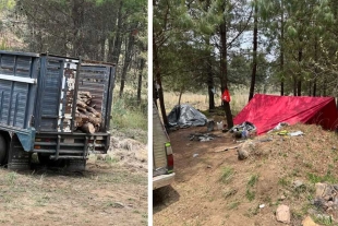 En el lugar se observan troncos cortados a media altura y el tránsito constante de camionetas