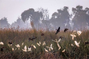 Es posible ver grandes densidades de aves