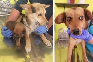 Los caninos quedaron a resguardo del Centro de Control y Bienestar Animal de Toluca