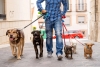 Nuevo estudio explica cómo los perros distinguen el “sí” y el “no” por sonidos humanos