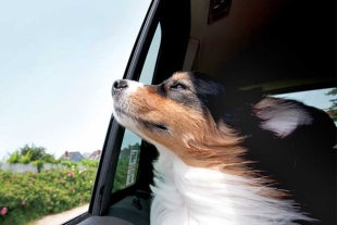 El viaje resulta estimulante y positivo para la mayoría de canes