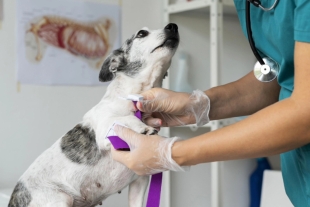 Este proyecto se ubicará en el municipio de Soledad de Graciano Sánchez y ofrecerá atención veterinaria integral