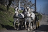 ¡Bravo! Carruajes turísticos de Bruselas dejarán de trabajar con caballos