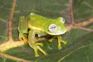 El hallazgo tuvo lugar en los bosques nublados de la Cordillera Oriental de los Andes ecuatorianos 