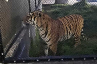 Autoridades federales y estatales se trasladaron al lugar, en donde fue hallado un tigre de bengala de aproximadamente dos años