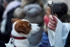 Bendición de Mascotas 2025: Arzobispo ofrece ceremonia en línea