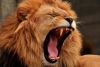 ¡Con permisito! En Sudáfrica, león se pasea por supermercado y arrasa con todo