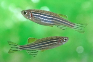 Los peces cebra (Danio rerio) pueden usar su sentido del gusto para medir los niveles de oxígeno en el agua.