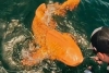 ¡Increíble! Aparece en aguas de Costa Rica un tiburón naranja con ojos blancos