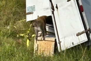 De acuerdo con medios locales, la unidad provenía de la Universidad de Tulane con destino a un centro de pruebas ubicado en Florida