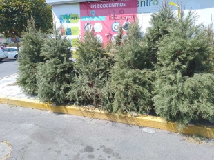 Esta acción busca evitar que los árboles sean abandonados en calles