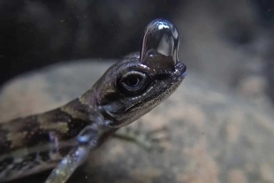 El equipo se enfocó en el Anolis aquaticus, que suele habitar cerca de arroyos forestales en el suroeste de Costa Rica