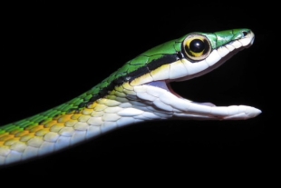De igual manera, presenta un par de franjas dorsolaterales color verde separadas por una línea vertebral amarillenta