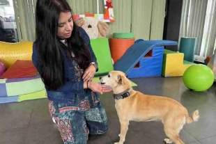 Las 36 unidades caninas que habitan en el CIRAC no tienen una raza definida