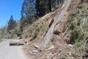 Restos de árboles talados ilegalmente bloquean parcialmente la carretera San Juan Atzingo–Lagunas de Zempoala, una escena que automovilistas ven a diario en medio del avance imparable de la tala clandestina en Ocuilan