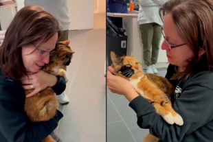 La mascota fue devuelta a su dueña gracias a un microchip