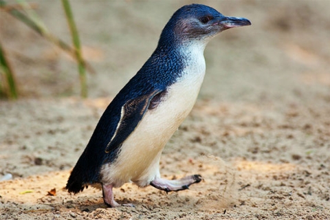 En Busca del Hada Azul: Dos pingüinos
