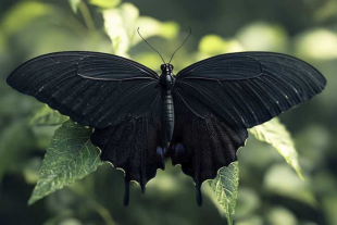 Los animales de color negro han sido interpretados como portadores de mala fortuna