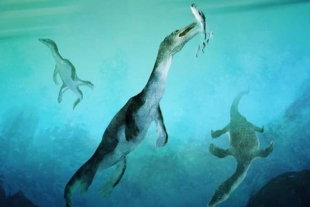 Los nothosaurios eran antecesores lejanos de los plesiosaurios