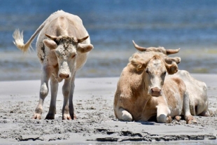 Hallan con vida a tres vacas arrastradas por el huracán Dorian