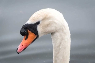 La madre cisne falleció un 31 de mayo en su nido sin una causa evidente