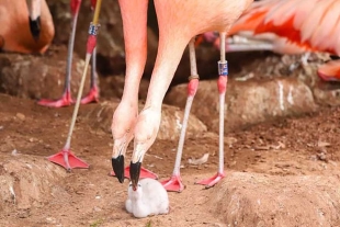 Pareja de flamencos del mismo sexo cuida de su cría