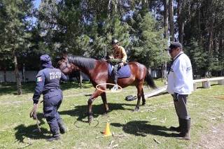 Brinda Secretaria de Seguridad del Edomex equinoterapia gratuita