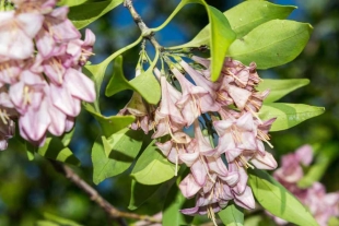 Esta nueva especie de árbol mide, en promedio, de 2 a 4 metros de altura