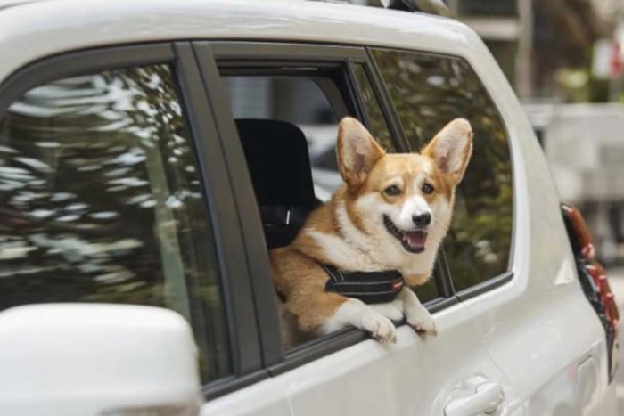 Uber Pet, el servicio para transportar mascotas