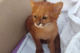 Mujer adopta &#039;gatito&#039; abandonado; en realidad era un puma