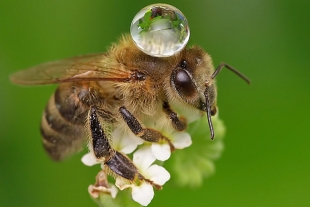 Un nuevo estudio revela que las abejas saben nadar