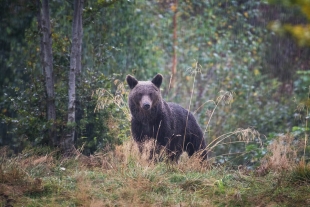 Expertos calculan que de un oso de 160 kilos se pueden aprovechar alrededor de 80 kilos de carne