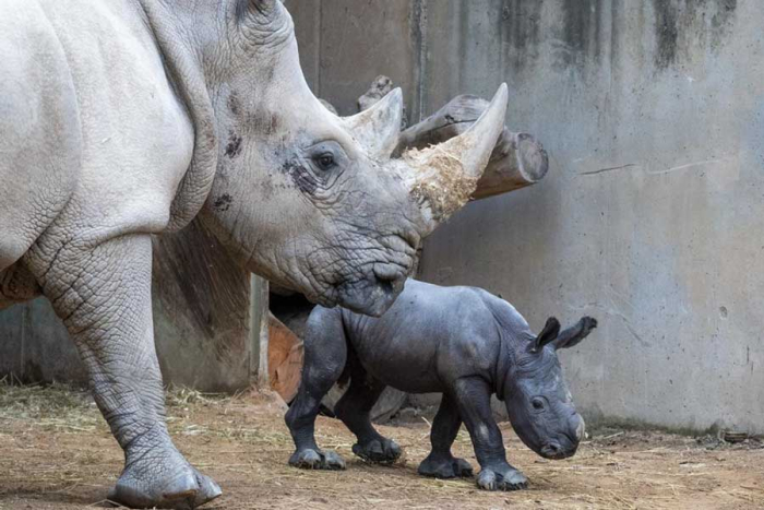 Todo el parto fue seguido mediante cámaras para que “Kwanza” pudiera hacerlo con serenidad