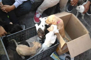 CDMX no aplica ley para la venta de mascotas en tianguis