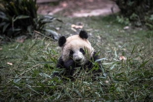La Academia busca a 50 jóvenes que estén interesados en la conservación del oso panda