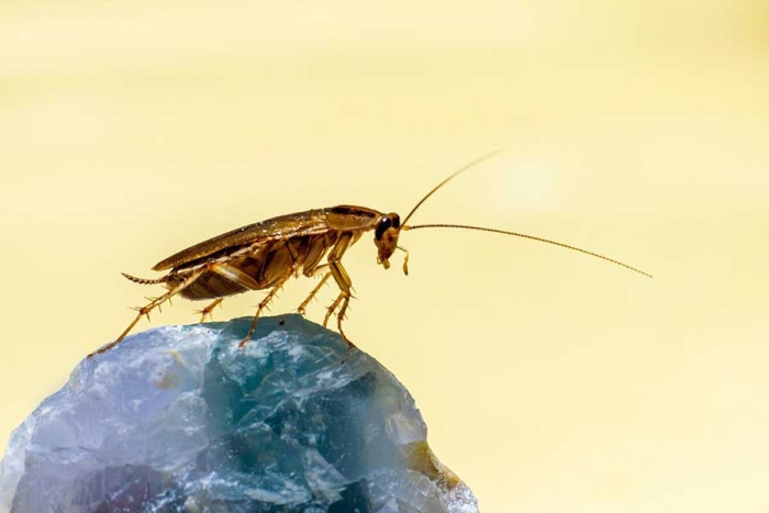 Estos insectos se han vuelto cada vez más resistentes