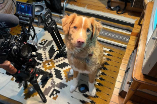 Un perrito recibió la nominación para competir en la categoría de Mejor Interpretación en una Película de Terror