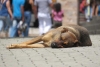 Toluca, tercer lugar en perros en situación de calle