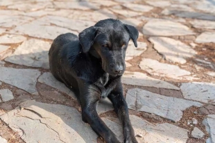 Una vez salvado el canino, de nombre “Negrito”, fue llevado a una veterinaria
