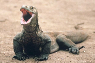 Los científicos británicos observaron y analizaron detenidamente los bordes de los dientes de los dragones de Komodo.