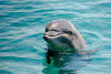 ¡Oh, no! Detectan daños cerebrales similares al Alzhéimer en delfines