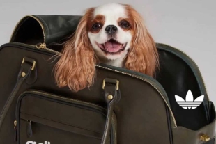 La nueva línea de Adidas Originals Pets Collection 2025 se lanzará primero en China
